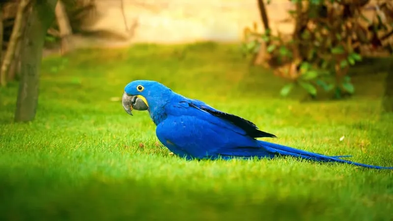 Hyacinth Macaw Parrot Theme Preview Image