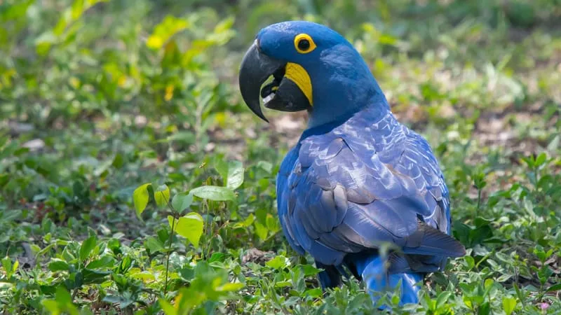 Hyacinth Macaw Parrot Theme Preview Image