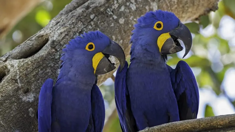 Hyacinth Macaw Parrot Theme Preview Image