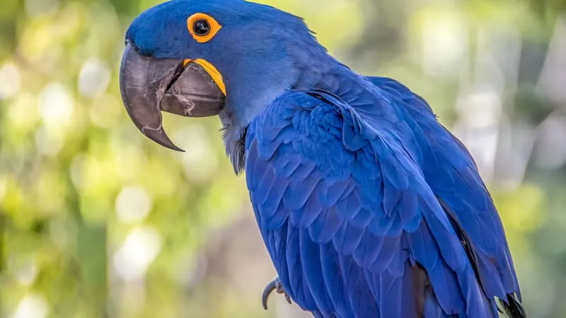 Hyacinth Macaw Parrot Theme Preview Image