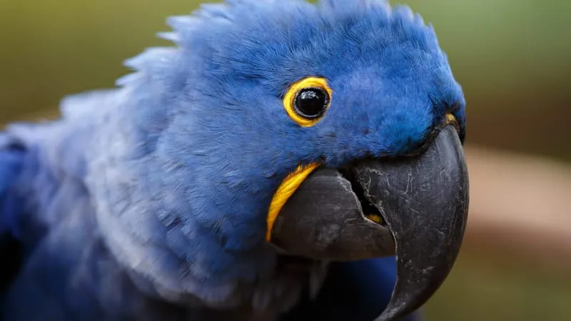 Hyacinth Macaw Parrot Theme Preview Image