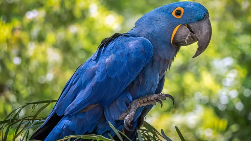 Hyacinth Macaw Parrot Theme Preview Image