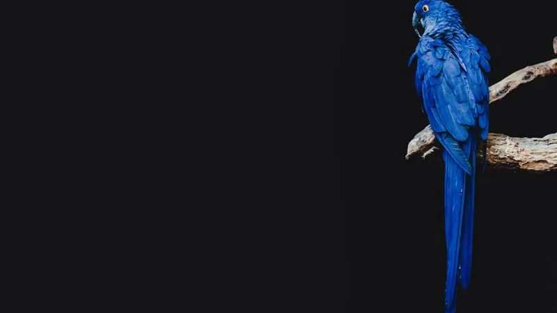 Hyacinth Macaw Parrot Theme Preview Image