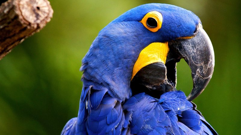 Hyacinth Macaw Parrot Theme Preview Image