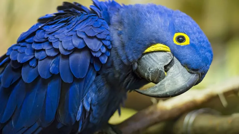 Hyacinth Macaw Parrot Theme Preview Image