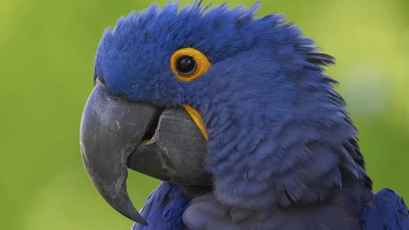 Hyacinth Macaw Parrot Theme Preview Image