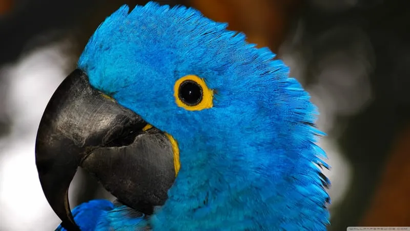 Hyacinth Macaw Parrot Theme Preview Image