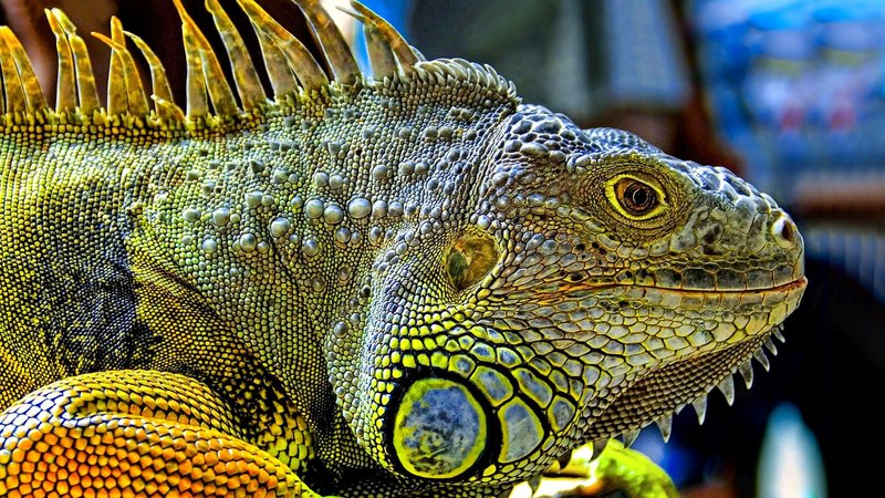 Iguana Theme Preview Image