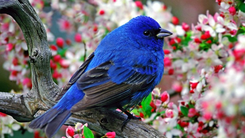 Indigo Bunting Theme Preview Image