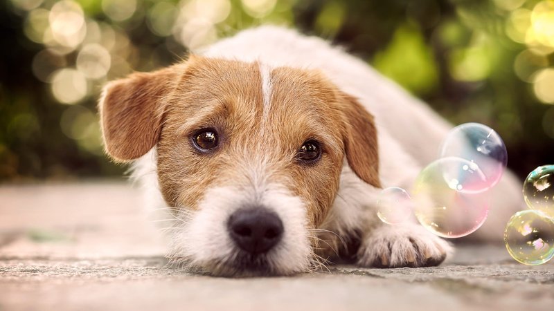 Jack Russell Terrier Theme Preview Image