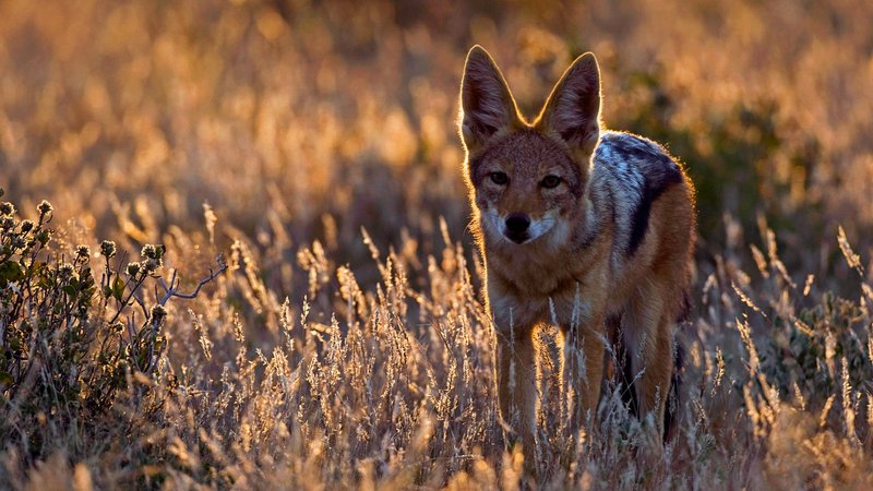 Jackal Theme Preview Image