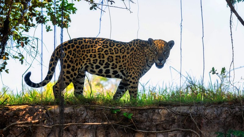 Jaguar Theme Preview Image
