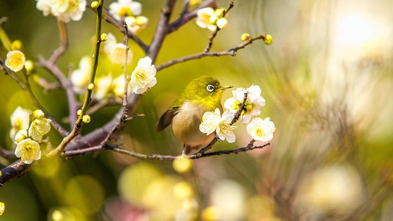 Japanese White Eye Theme Preview Image