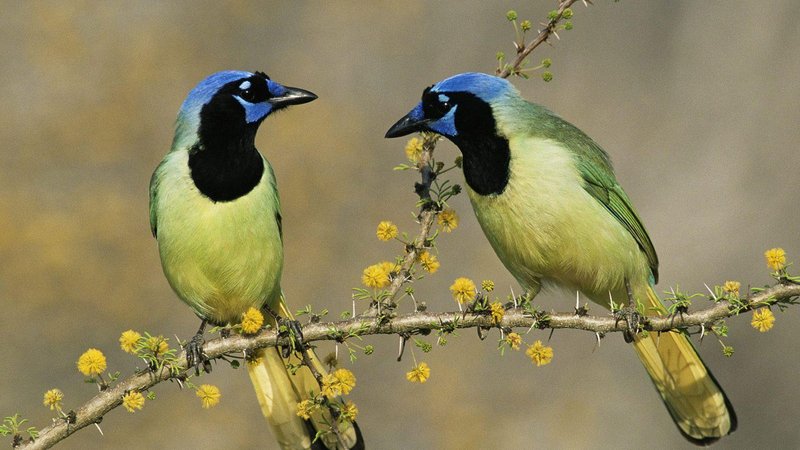 Jay Theme Preview Image