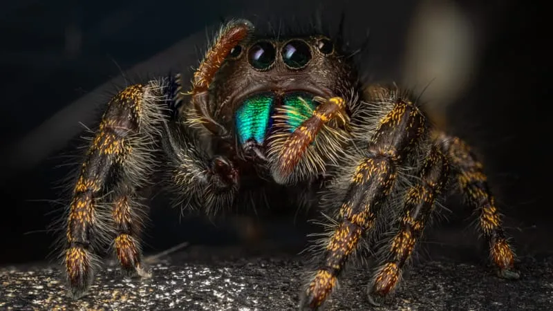 Jumping Spider Theme Preview Image