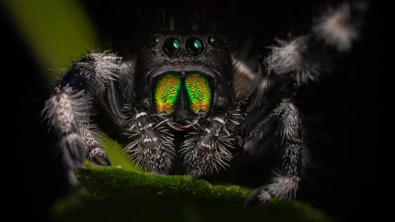 Jumping Spider Theme Preview Image