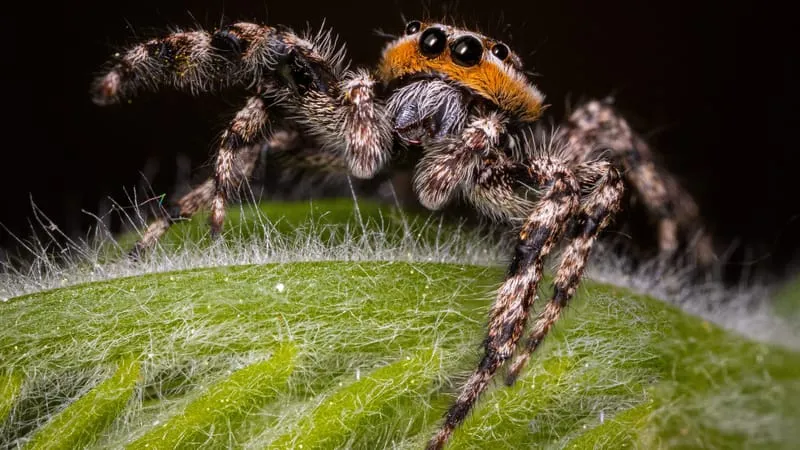 Jumping Spider Theme Preview Image
