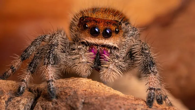 Jumping Spider Theme Preview Image