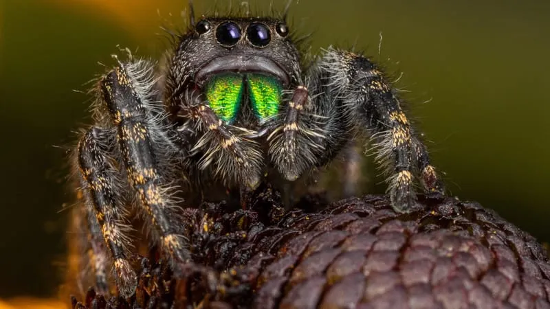 Jumping Spider Theme Preview Image