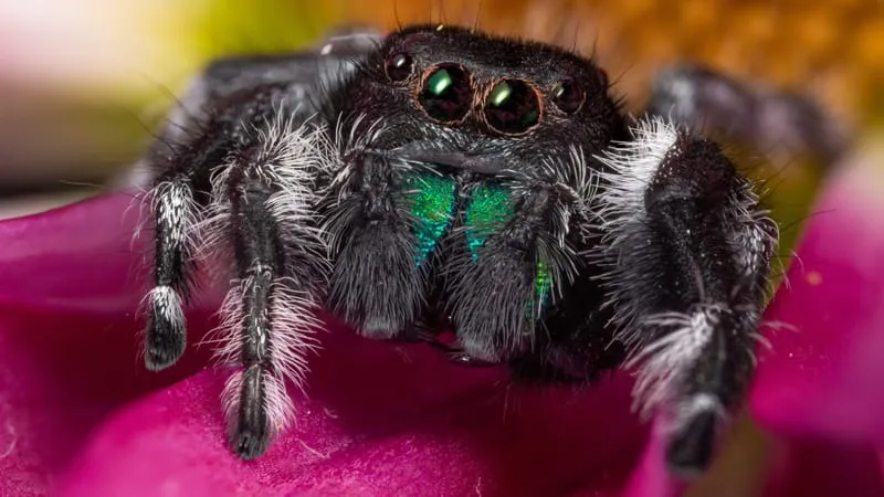 Jumping Spider Theme Preview Image