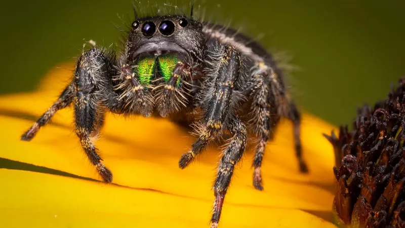 Jumping Spider Theme Preview Image