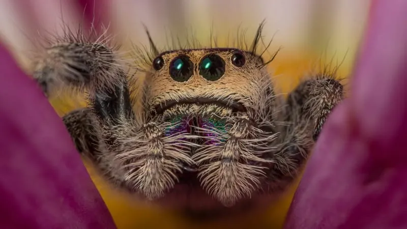 Jumping Spider Theme Preview Image