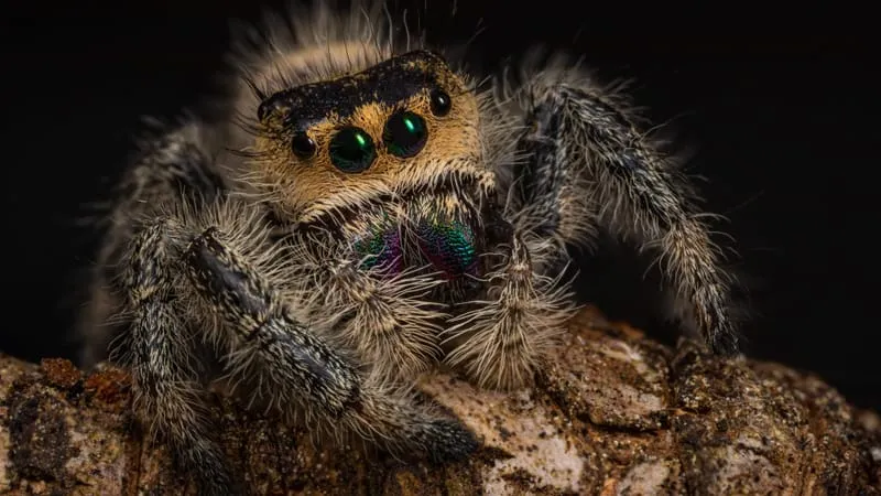 Jumping Spider Theme Preview Image