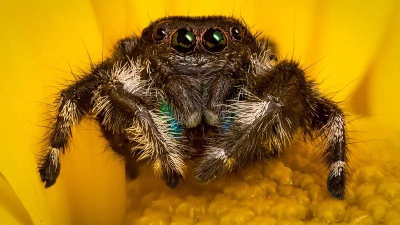 Jumping Spider Theme Preview Image