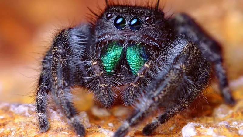Jumping Spider Theme Preview Image