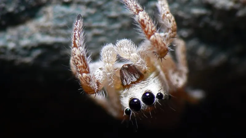 Jumping Spider Theme Preview Image