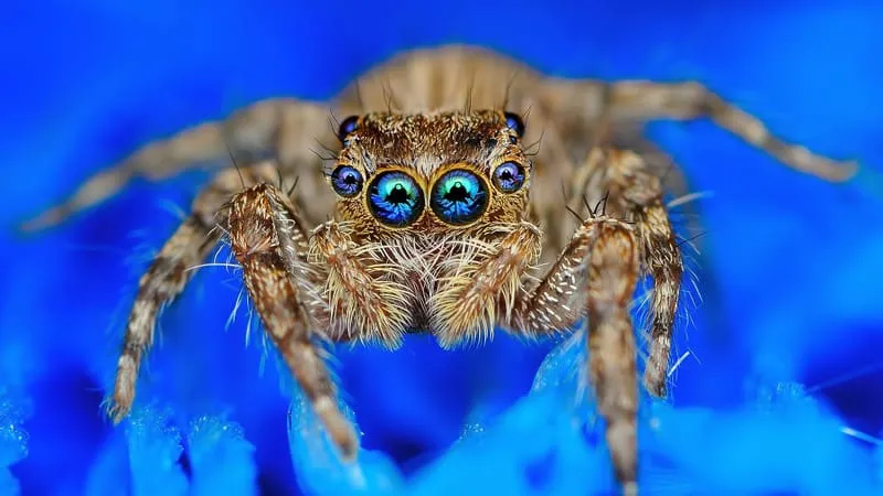 Jumping Spider Theme Preview Image