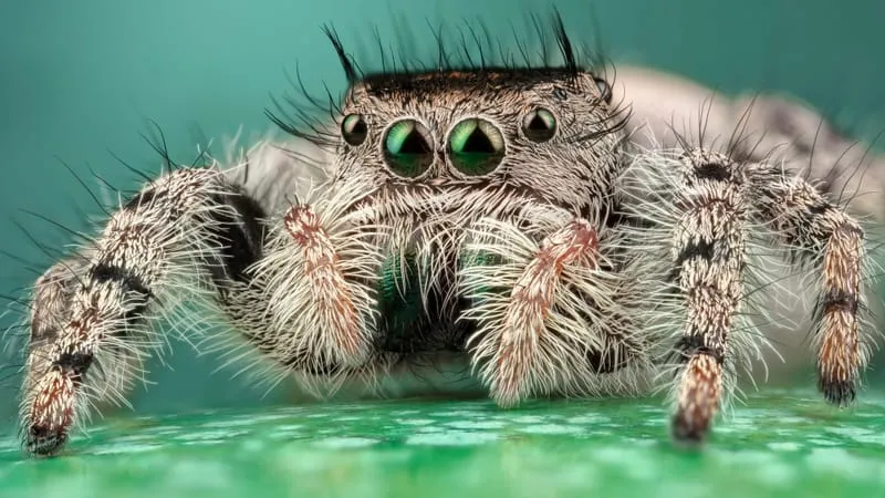 Jumping Spider Theme Preview Image