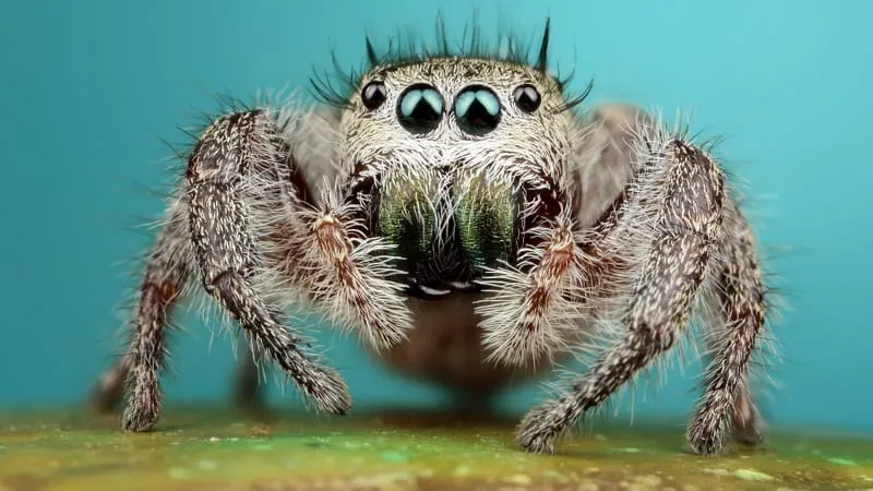 Jumping Spider Theme Preview Image