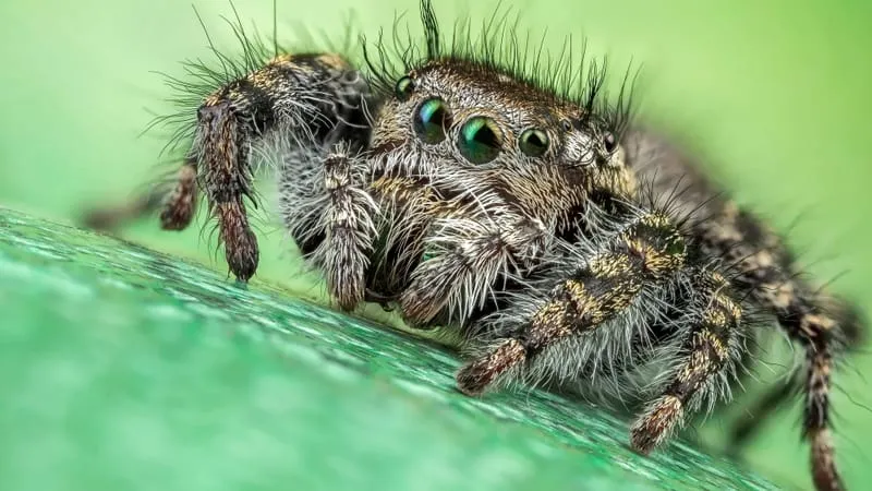 Jumping Spider Theme Preview Image