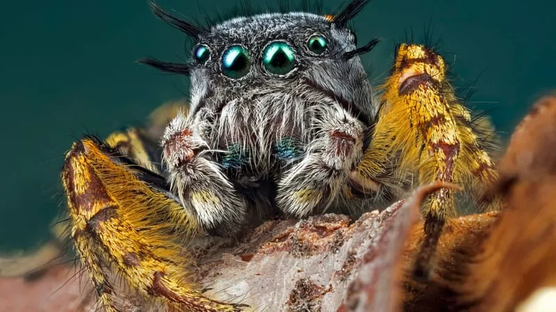 Jumping Spider Theme Preview Image