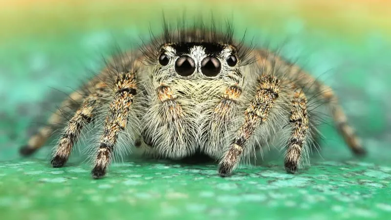 Jumping Spider Theme Preview Image