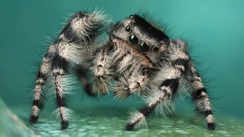 Jumping Spider Theme Preview Image