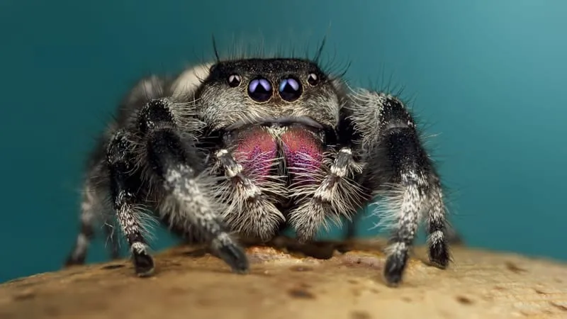 Jumping Spider Theme Preview Image