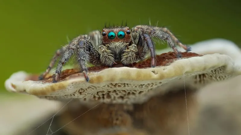 Jumping Spider Theme Preview Image