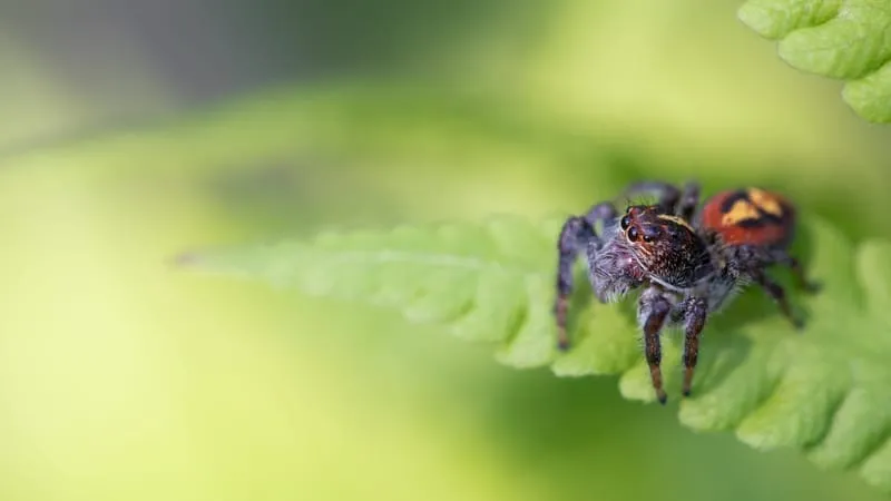 Jumping Spider Theme Preview Image