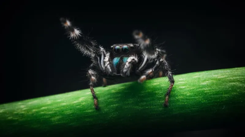 Jumping Spider Theme Preview Image