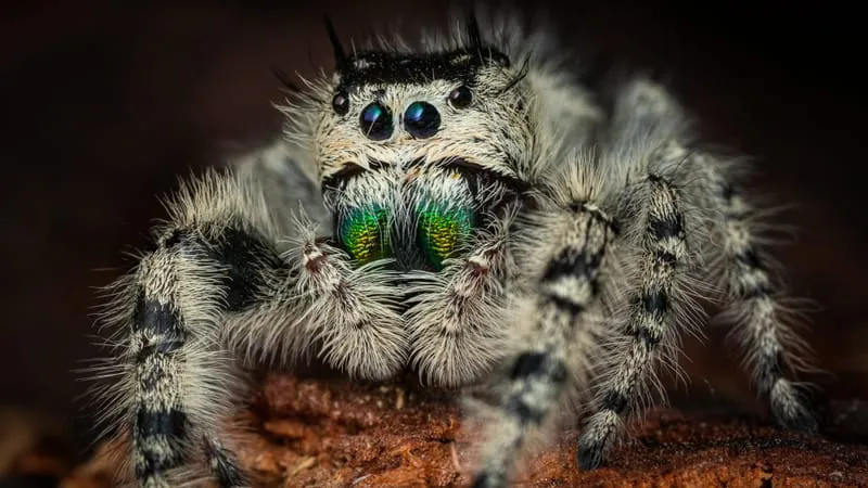 Jumping Spider Theme Preview Image