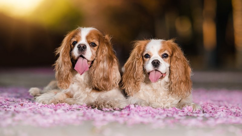 King Charles Spaniel Theme Preview Image