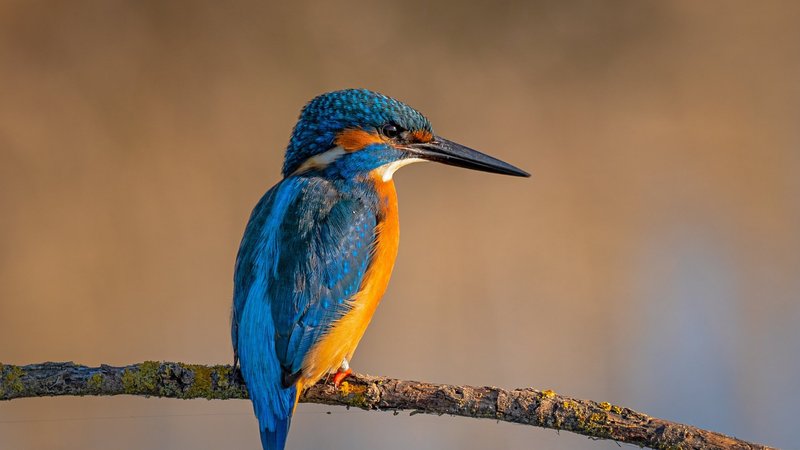 Kingfisher Theme Preview Image