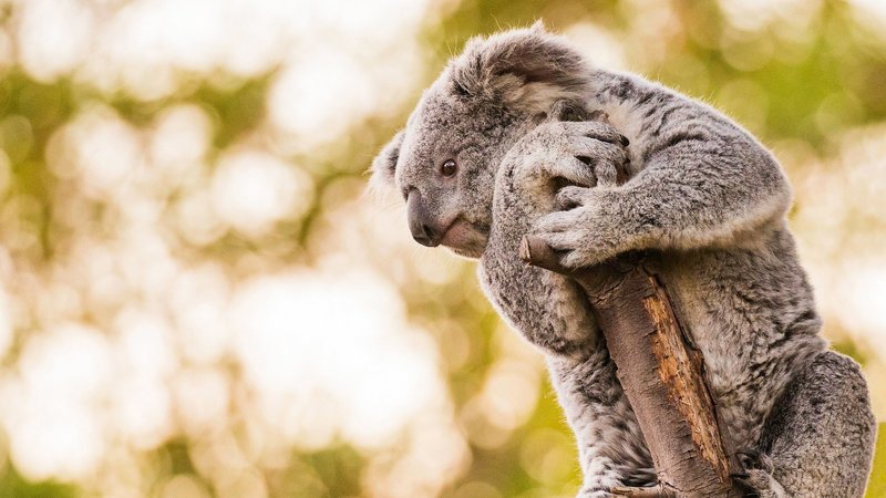Koala Theme Preview Image