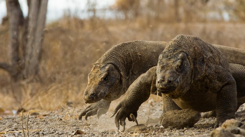 Komodo Dragon Theme Preview Image