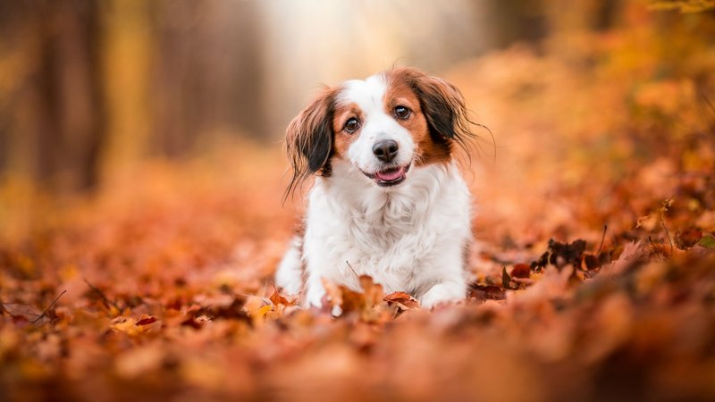 Kooikerhondje Theme Preview Image