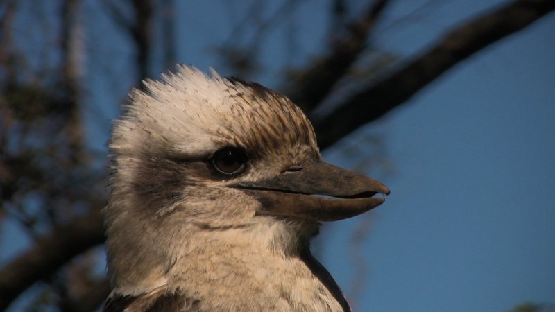 Kookaburra Theme Preview Image