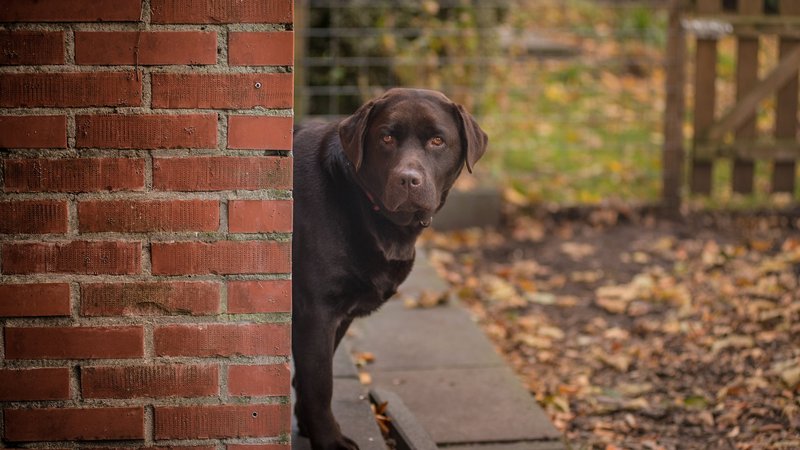 Labrador Retriever Theme Preview Image