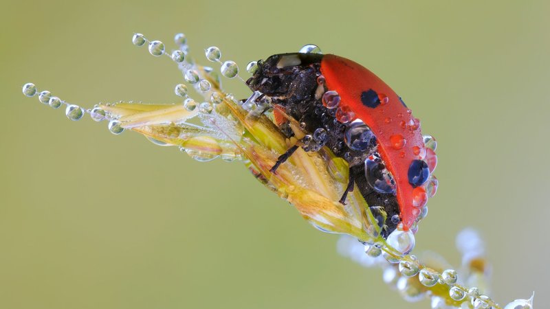 Ladybug Theme Preview Image